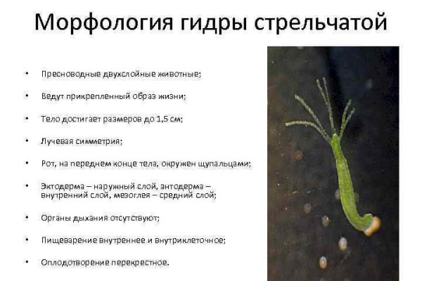 Рабочая ссылка на кракен