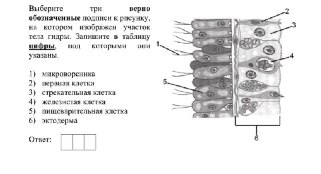 Сайты для даркнета